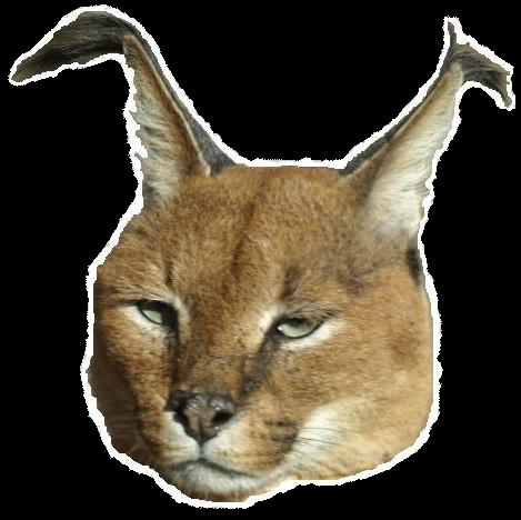 lynx